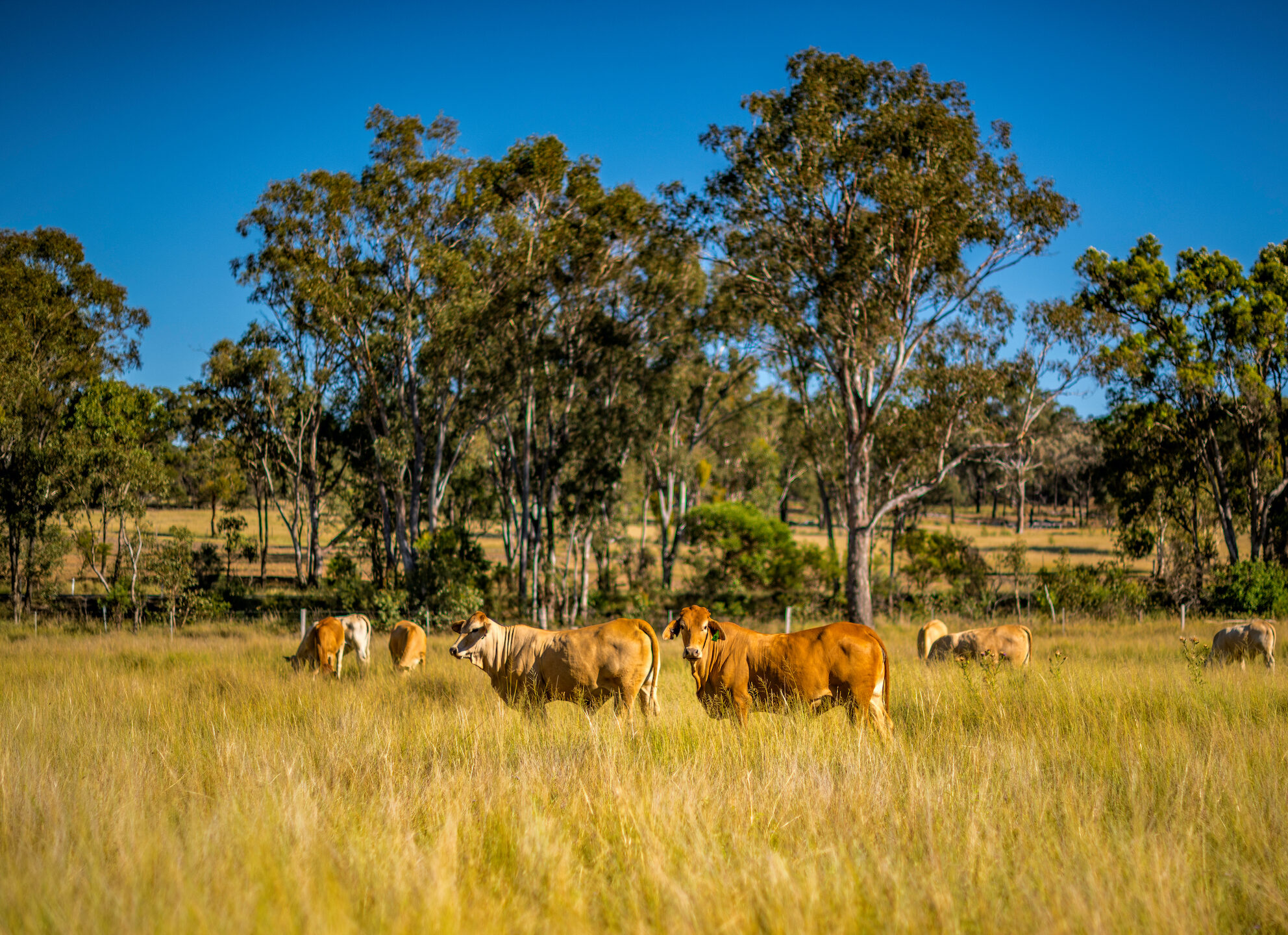 Regenco_News_2-aspect-ratio-310-225