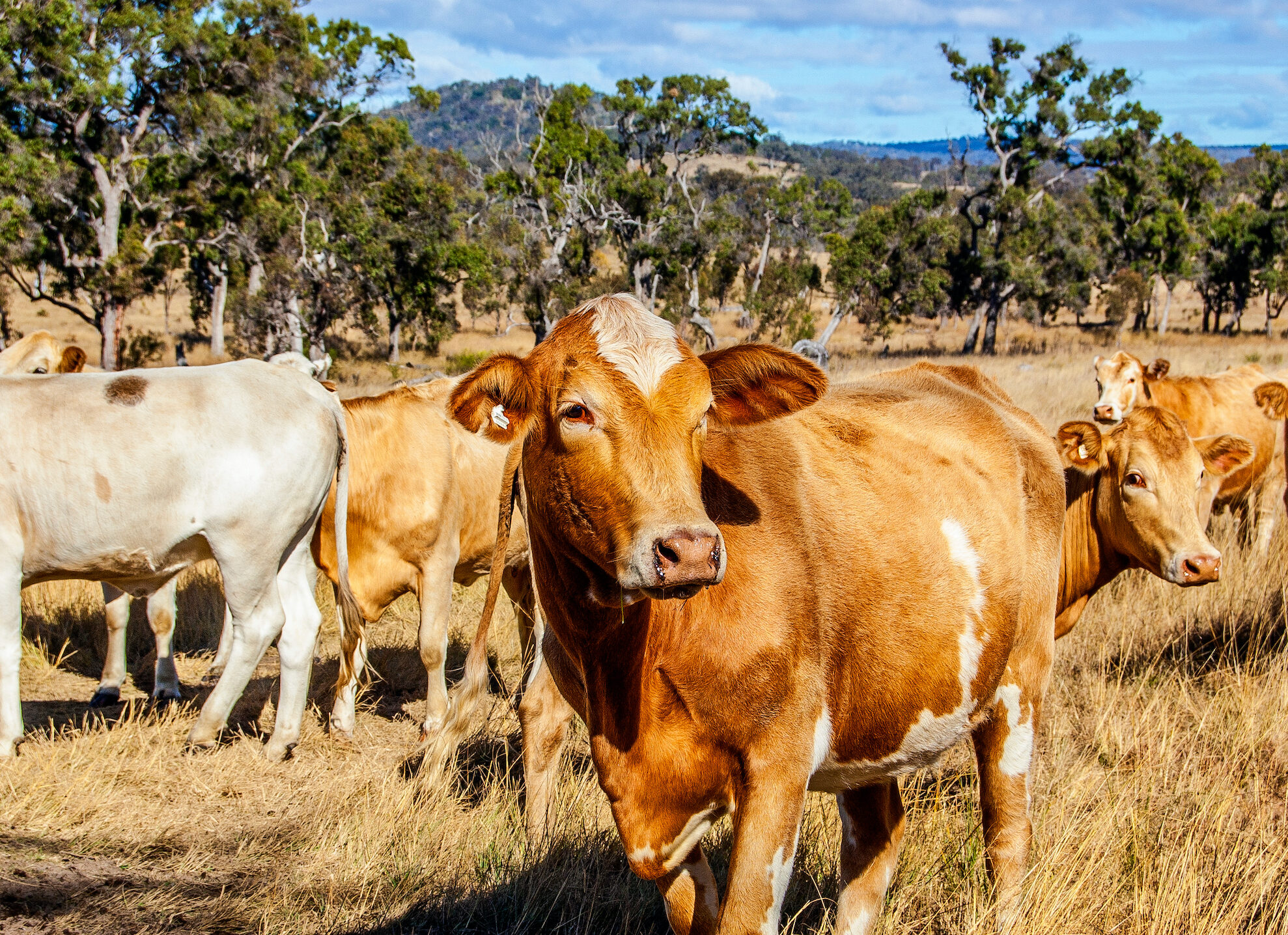 Rgenco_News_3-aspect-ratio-310-225