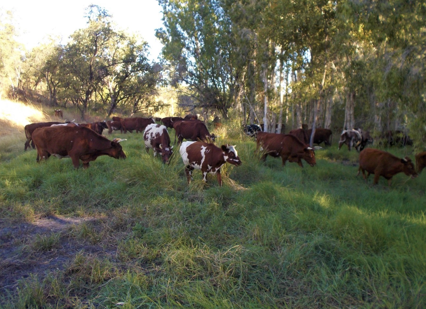 Screen-Shot-2020-07-22-at-11.20.51-am-aspect-ratio-310-225