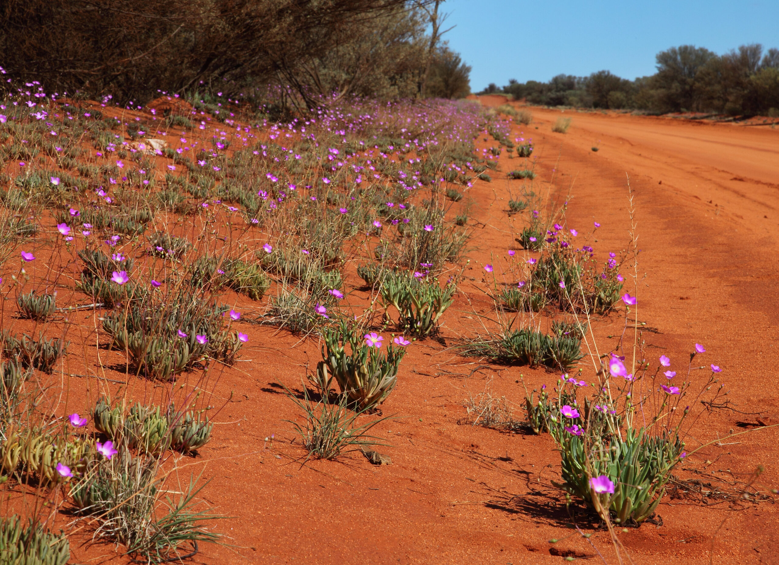 How are soil carbon stock measured regen co