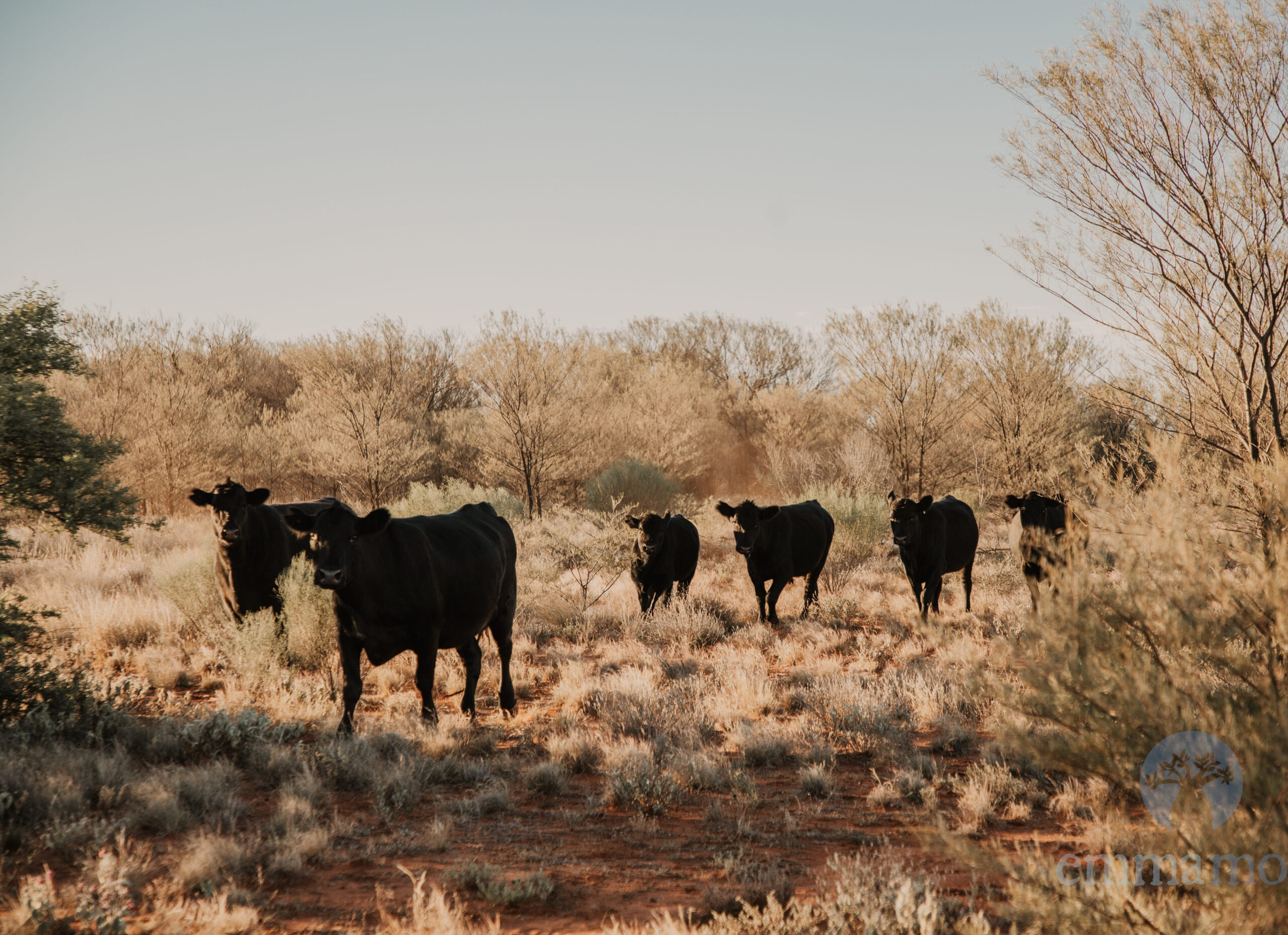 cattle-idra-scaled-aspect-ratio-310-225